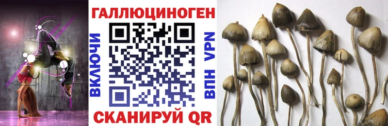 Галлюциногенные грибы Cubensis  Сосновый Бор 